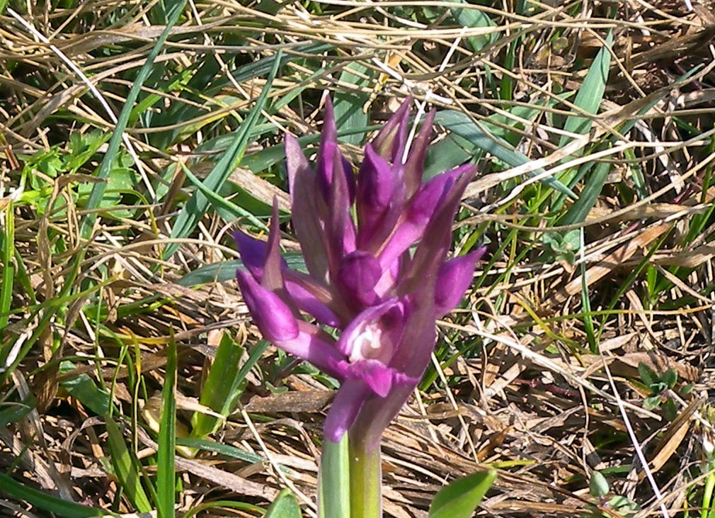 orchidea alpina: Dactylorhiza sambucina